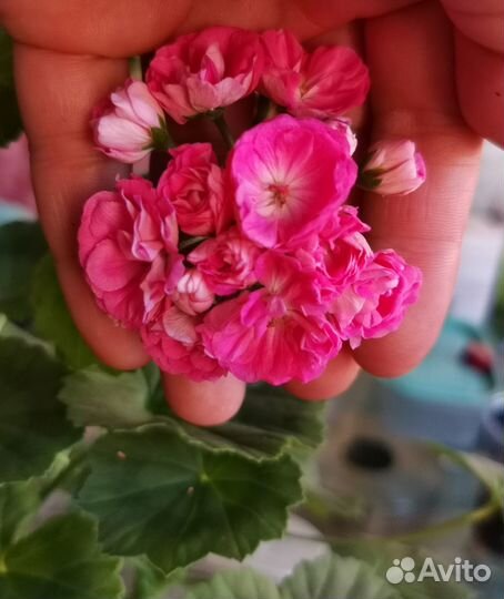 Пеларгония Saxdalens