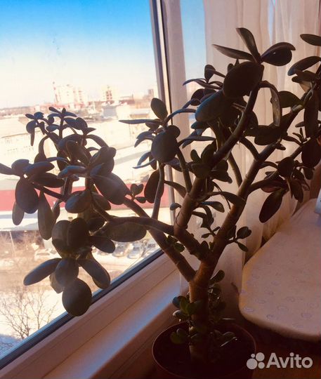 Толстянка- дерево любви и счастья