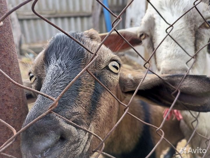 Нубийский козел