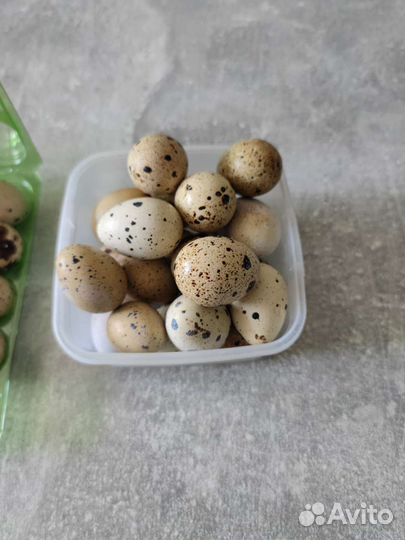 Яйца перепелиные инкубационные