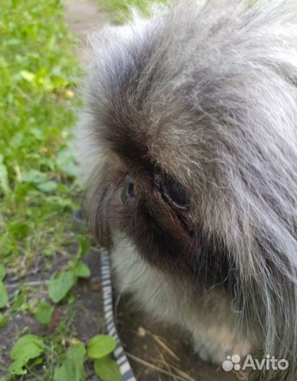 Пекинес вязка