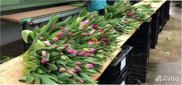 Тюльпаны оптом