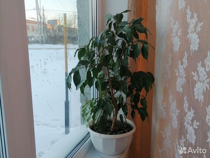 Бенджамина