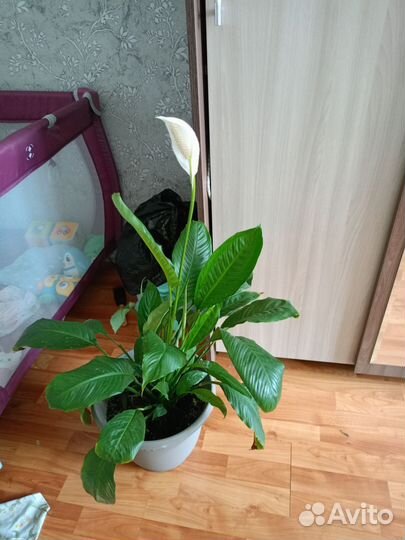 Женское счастье