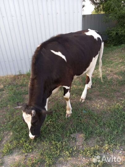 Корова и телка