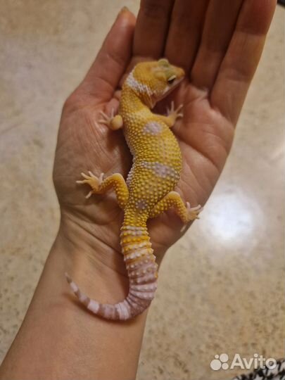 Эублефары самки Тремпер Альбино