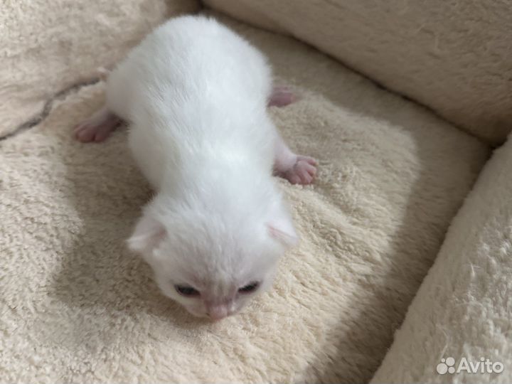 Продам вислоухих шотландцев