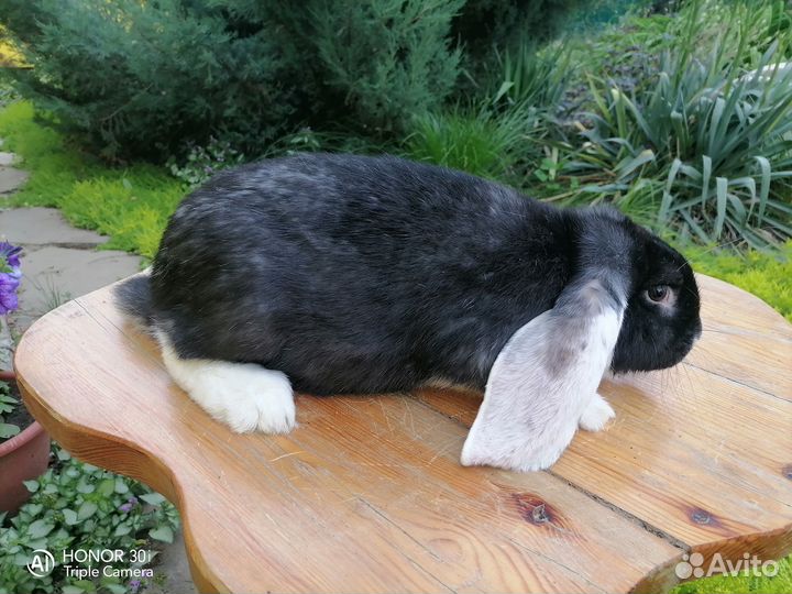 Кролик французский баран