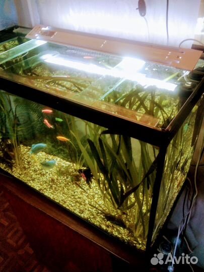 Аквариум
