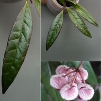 Hoya sulawesiana