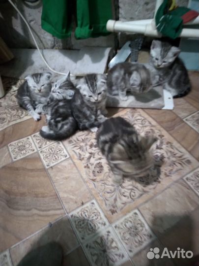 Продаются котята