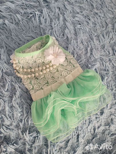 Собачья одежда