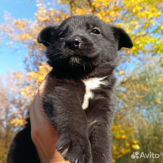 Щенок мальчик, 3 месяца ищет дом