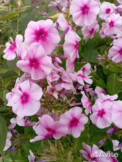 Флоксы многолетние