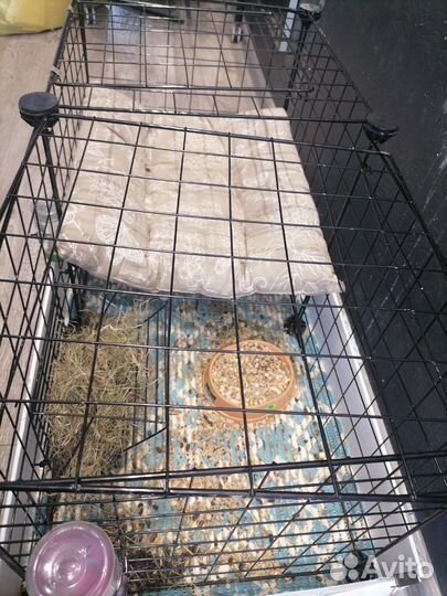 Морская свинка