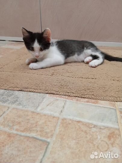 Котенок девочка в добрые руки