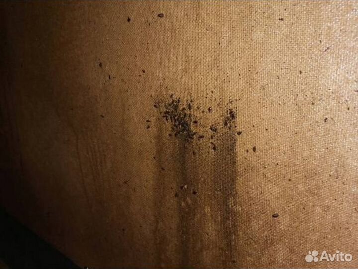 Уничтожение Клопы Тараканы Крыс Запах Дезинфекция