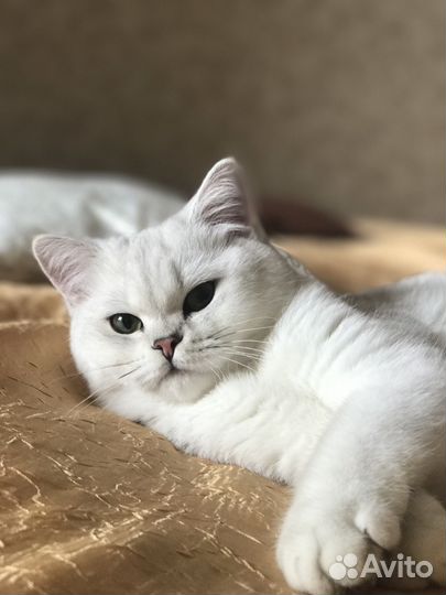 Вязка с британцем