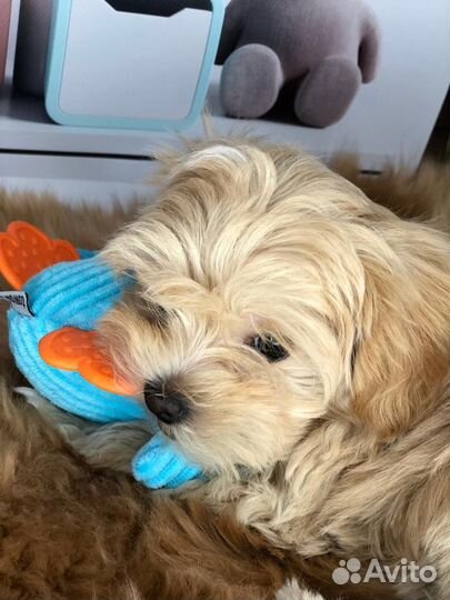 Щенки мальтипу f1