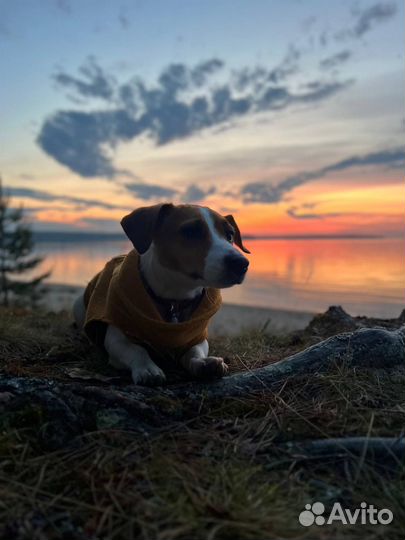 Услуги кинолога