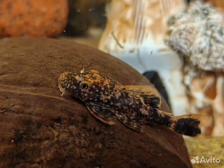 Тигровый анциструс