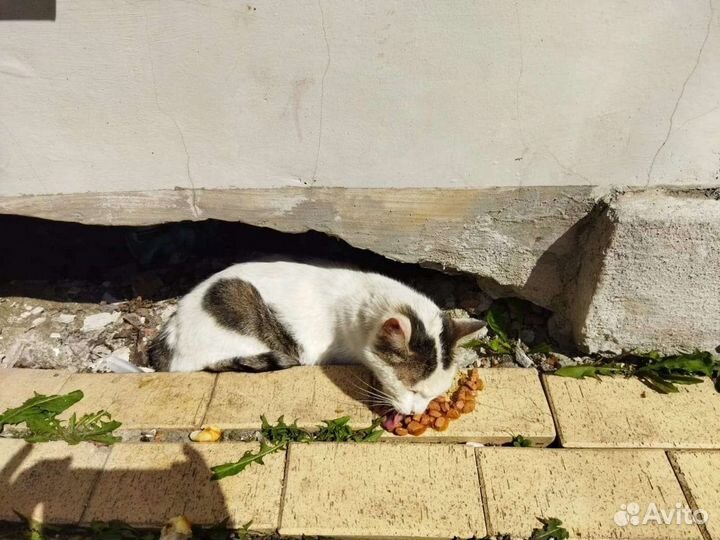 Самый нежный котик ищет дом