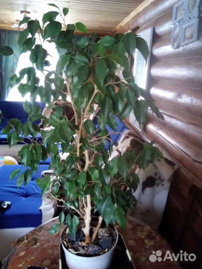 Фикус бенджамина