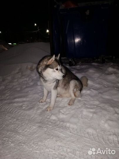 Пес