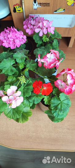 Пеларгония герань