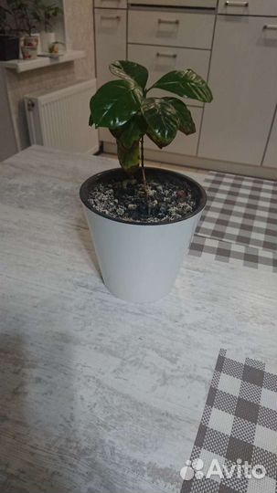 Кофе Арабика