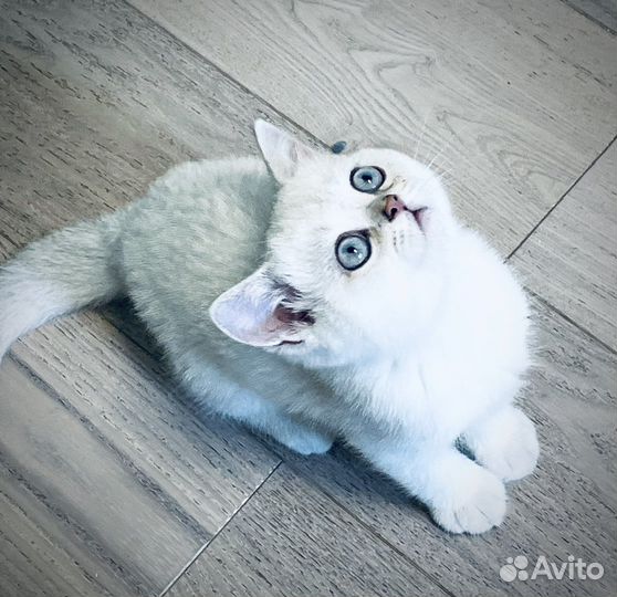 Шотландские прямоухие котята