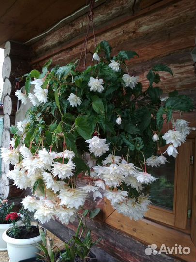 Кашпо и черенки бегонии ампельной, колеуса, батата