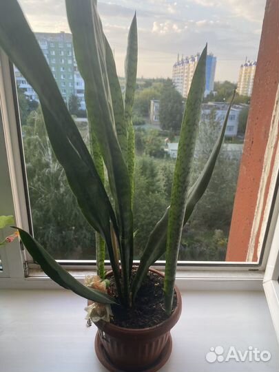 Сансевиерия