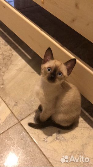Сиамские котята