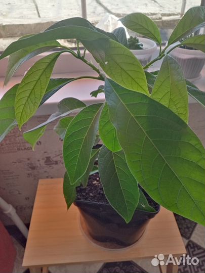 Комнатные цветы