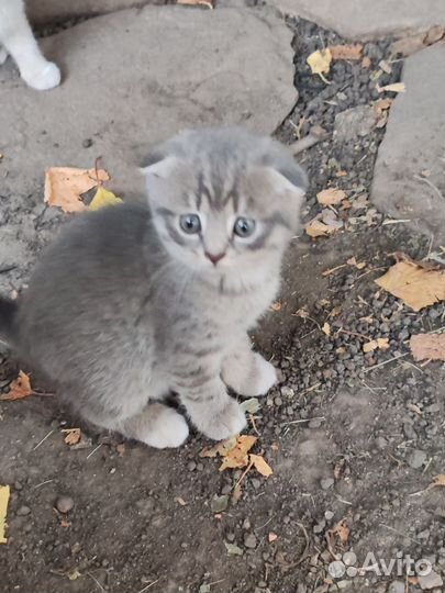 Котята в добрые руки бесплатно