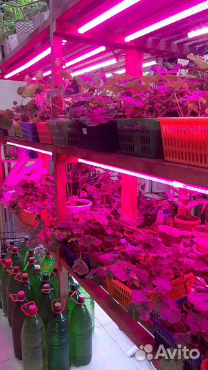 Коллекционные сортовые пеларгонии