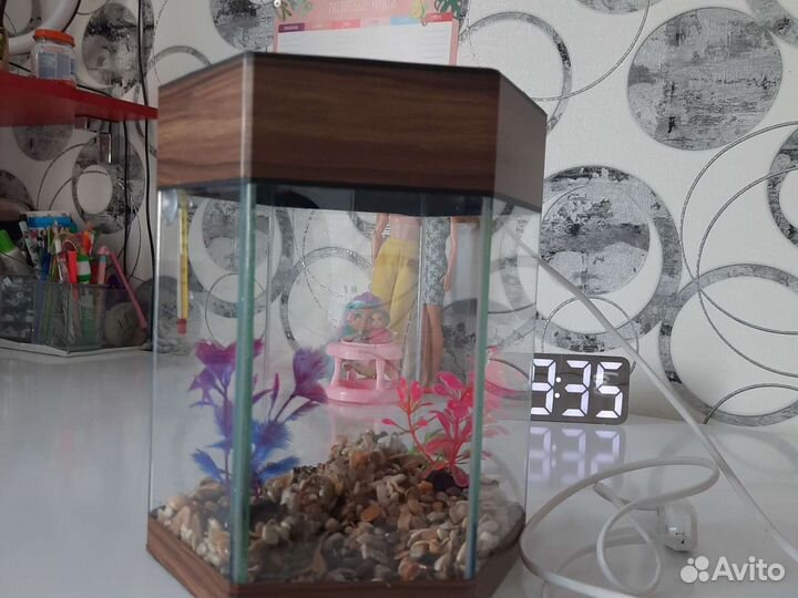 Аквариум без фильтра