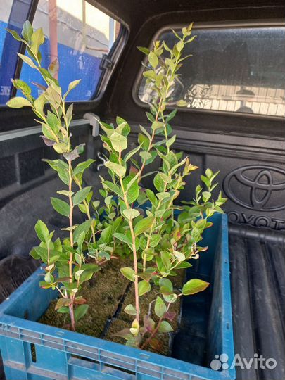 Саженцы голубики 3-х летние