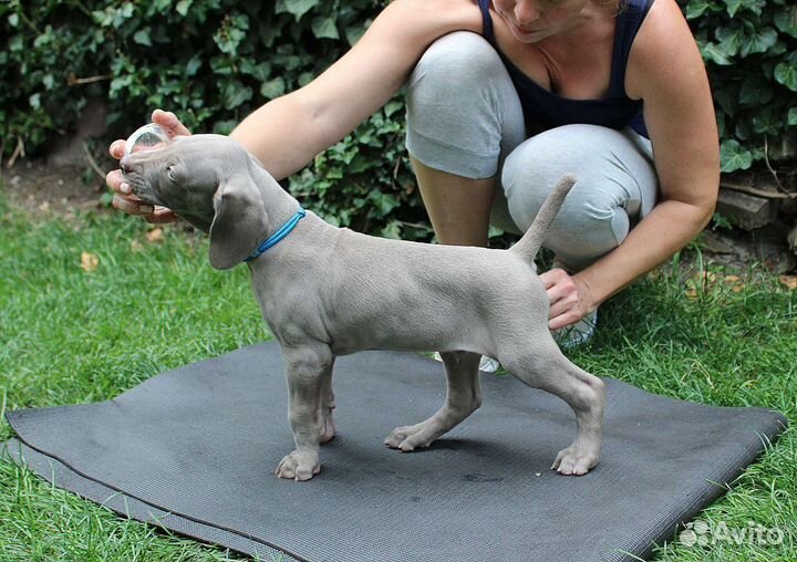 Щенки веймаранера