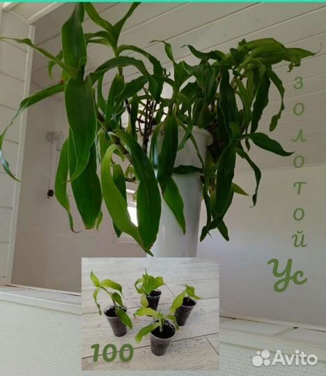 Комнатные цветы