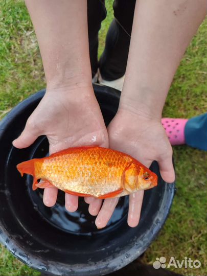 Живая рыба для пруда