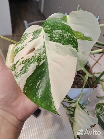 Монстера альба