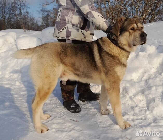 Среднеазиатская овчарка