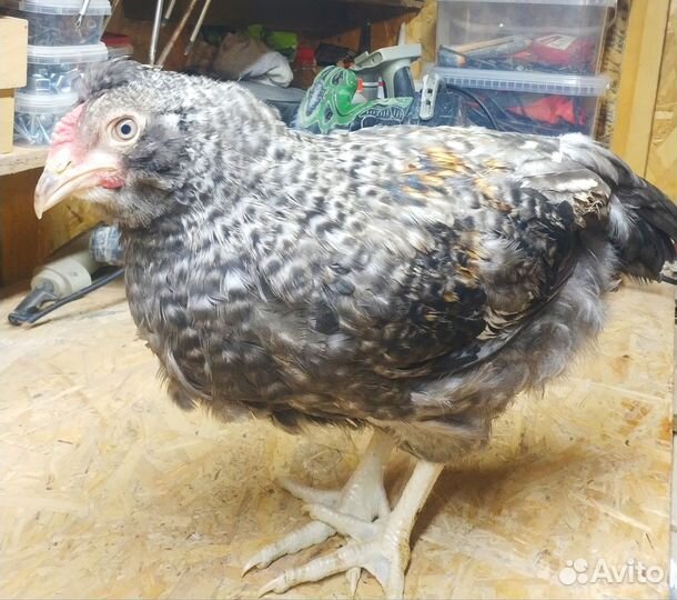 Петушки с геном голубого яйца