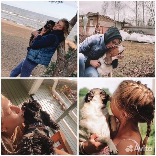 Передержка собак