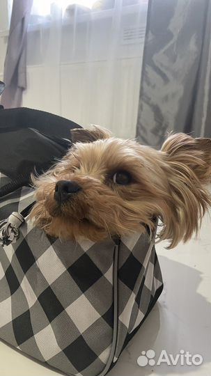 Сумка для животных