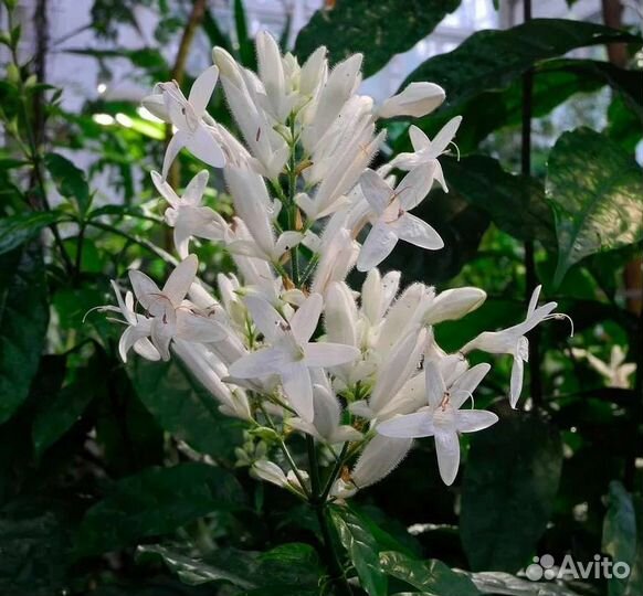 Комнатные цветы антуриум