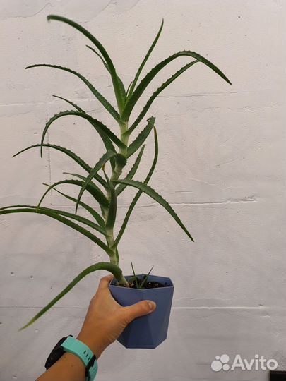 Алоэ бесплатно