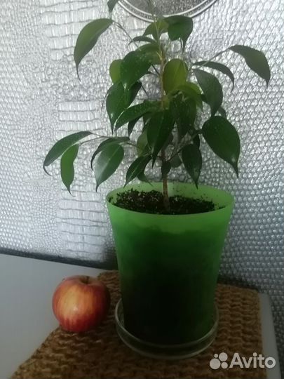 Фикус